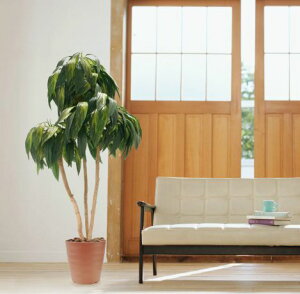 hZi  180cm (E[c tFCN  O[  lHϗtA 傫 1.8m CeA   ^ O[ fBXvC 蕨 vc  A Ǝ [J