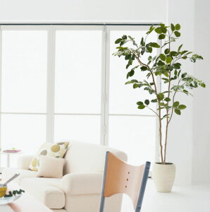 xKVX 210cm (xKS tFCN O[ ^ lH ϗtA  {_CW CeA   A  fBXvC X  V{c[  A Ǝ 