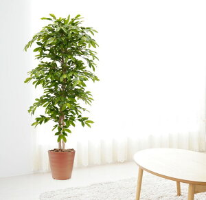 O[WbN 170cm (tFCNO[  I[XgAr[Y WbNƓ̖ A   Ȃ CeA  A Ǝ [J[ xXgO[ IWi