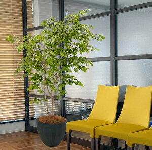 L xW~ S[hbV A 180cm ( CeA i^[V   lH ϗtA  fBXvC 蕨 tFCN O[ vc  A Ǝ [J[ 