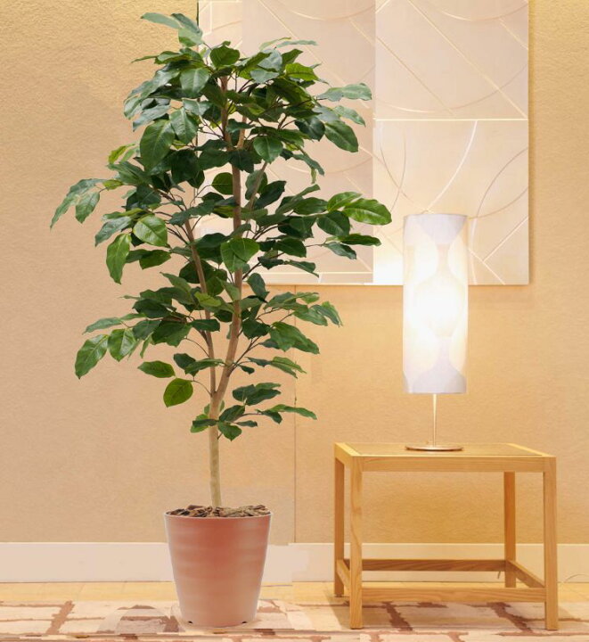 楽天市場】ベンガレンシス 180cm (ベンガルゴム ボダイジュ 菩提樹 