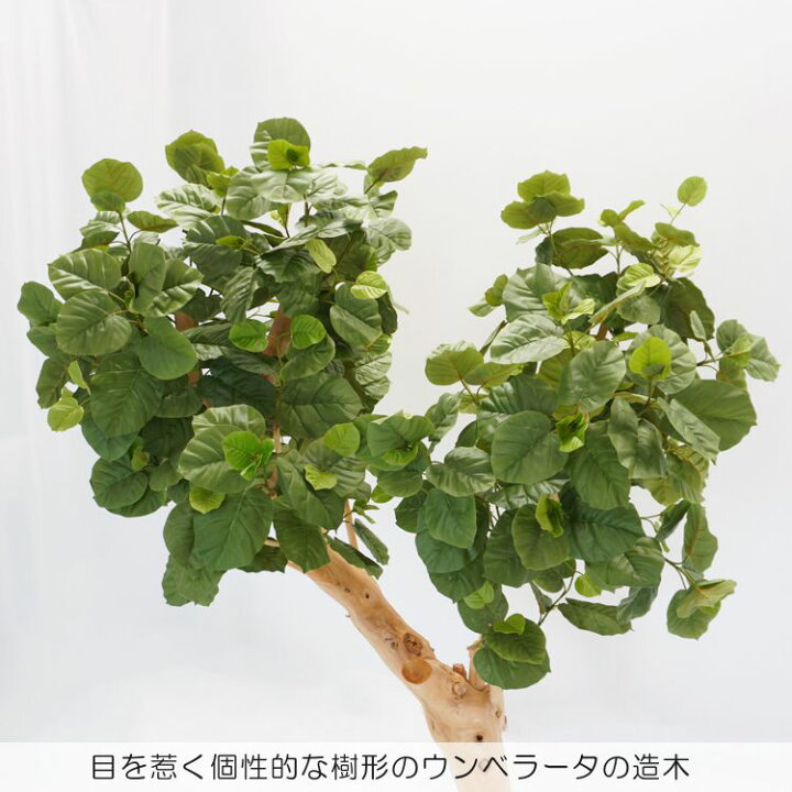 楽天市場】大型 ウンベラータの木 高さ220cm (造花 観葉植物 フェイク 