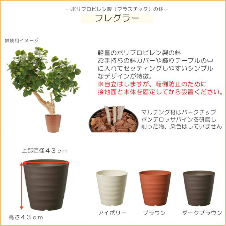 楽天市場】大型 ウンベラータの木 高さ220cm (造花 観葉植物 フェイク 