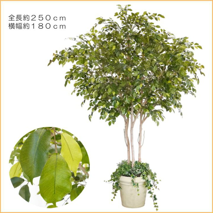 楽天市場】大型商品 ベンジャミン 組み立て式 250cm (造花 インテリア 人工観葉植物 フェイクグリーン おしゃれ 室内 樹木 店舗 装飾) : 造花観葉植物専門店ビワールデコ
