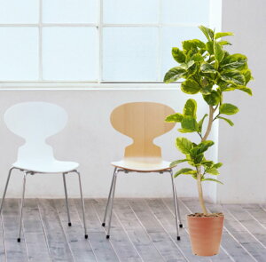 tBJX AeV} 150cm ( AeV[} tBJX S CeA lH ϗtA tFCN  Vv  ^ fBXvC ItBX V{c[  A Ǝ [J[ 