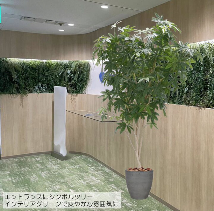 楽天市場】パキラ 280cm (フェイクグリーン 特大 造花 カポック 