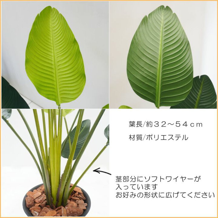 楽天市場】オーガスタ 180cm (フェイク グリーン 大型 ストレリチア 