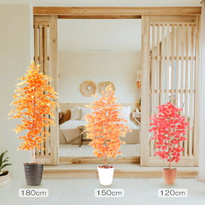 ~Wc[ (120cmA150cmA180cm) (gt Ԏ H lHϗtA Rplx[X ݂ CeA  JGf X  H a ItBX V{c[  A Ǝ [J[ x