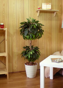 xW~Eh_u 100cm (tFCNO[  CeA   lH ϗtA  fBXvC X  1m ItBX V{c[  A Ǝ [J[ xXg