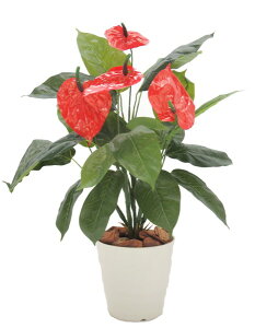 AX[bh 70cm ( CeA   ~jTCY tFCNO[ 蕨  fBXvC  V{c[  A Ǝ [J[ xXgO[ I