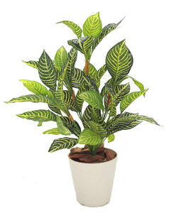 _jAvg 60cm ( CeA   ~jTCY tFCNO[ 蕨  fBXvC  V{c[  A Ǝ [J[ xXgO[ IWi 