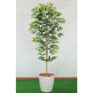 PL 180cm (tFCNO[  ϗtA lH CeA    ^ fBXvC 蕨  vg 1.8m O ItBX V{c[  A Ǝ [J[ xXg