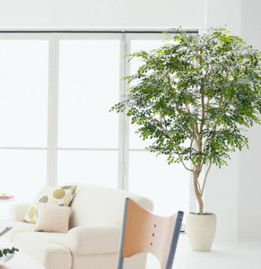 傫 V}glR̖ 230cm (CeA tFCN O[ ^  R lHϗtA      ^TCY  A Ǝ [J[ xXgO[ IW