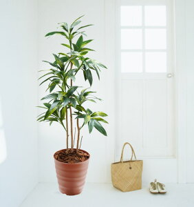 hZi 180cm (RfBl tFCN  O[  lHϗtA 傫 1.8m CeA   ^ O[ fBXvC 蕨 vc V{c[  A Ǝ 