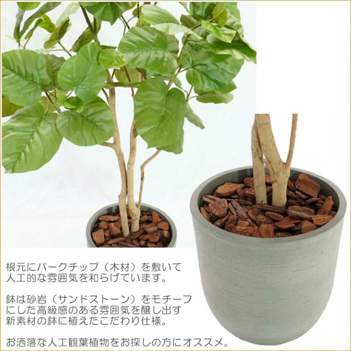 楽天市場】ウンベラータの木 180cm 鉢植え (フェイク グリーン 大型 
