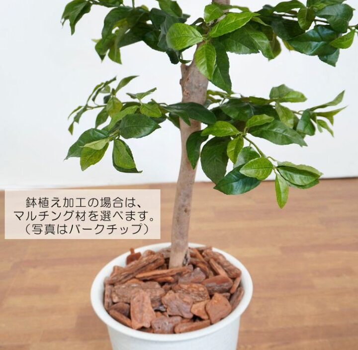 楽天市場 本物そっくり レモンの木 実付 180cm 人工観葉植物 檸檬 れもん 造花 人工樹木 フェイクグリーン 1 8m おしゃれ 室内 装飾 作り物 ディスプレイ 造花観葉植物専門店ビワールデコ