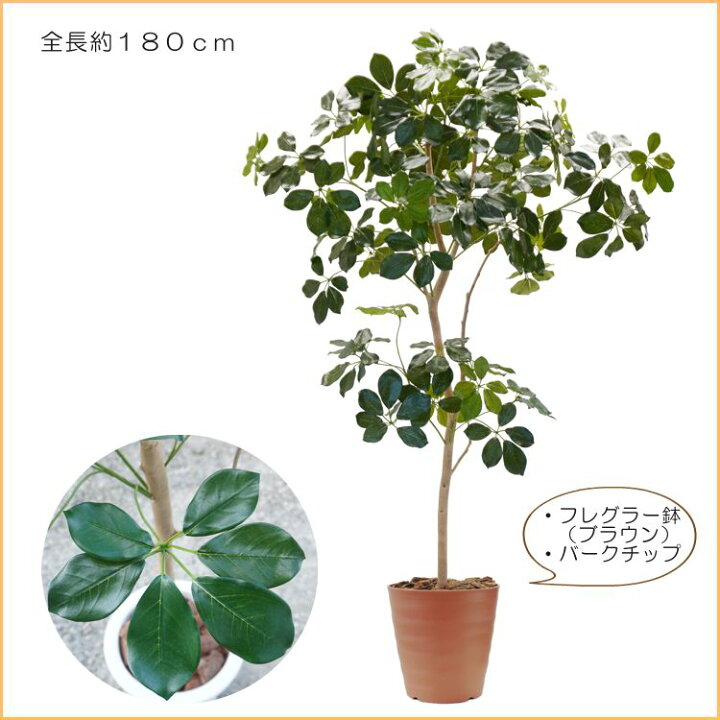 楽天市場】ツピタンサス 180cm (造花 インテリア 大型 おしゃれ 室内 