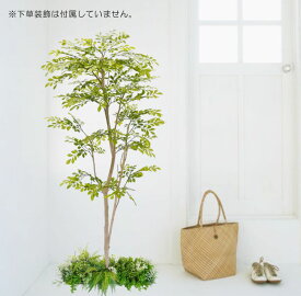 若葉色のトネリコ 150cm (シマトネリコ 造花 人工観葉植物 モクセイ科 和風 ガーデニング 造園 庭園 坪庭 インテリア おしゃれ 室内 装飾 1.5m 自作 植栽 業者 メーカー ベストグリーン オリジナル オフィス)