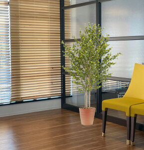 xW~obN 150cm (ԃtBJX CeA   lH ϗtA  fBXvC 蕨 tFCN O[ vc  A Ǝ [J[ xXgO[ IWi