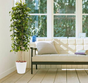 xW~ X^ 180cm ( ϗtA CeA  Xy[X   fBXvC  蕨 tFCNO[   A Ǝ [J[ xXgO[ IWi