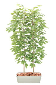 `F[̖؃p[e[V 180cm (Ԏd tFCN  CeA lHϗtA 1.8m TN{    fBXvC V{c[  A Ǝ [J[ xXgO[