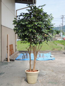 ^TCY xW~؁@220cm (tFCN O[  lHϗtA    CeA    Ǝ [J[ ItBX  A)