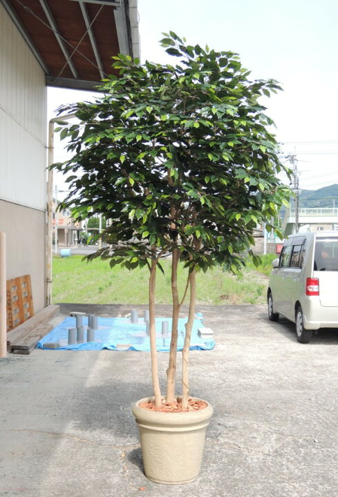 楽天市場】大型サイズ ベンジャミン 立ち木 高さ250cm (フェイク 