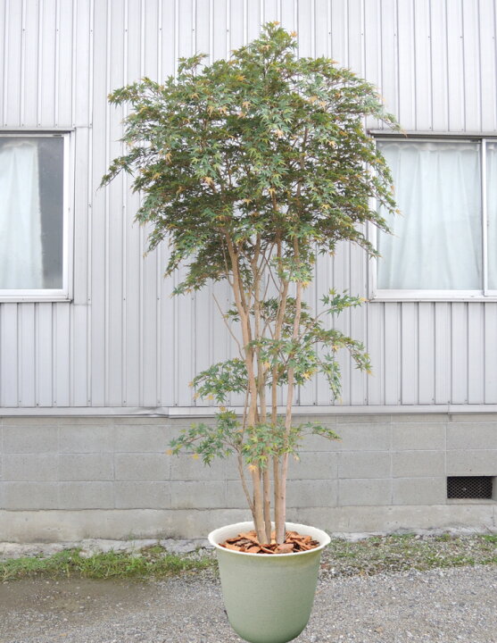 楽天市場】大型サイズ 紅葉 立ち木 高さ300cm (フェイク グリーン 特大 