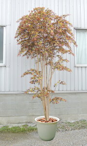 大型サイズの紅葉立ち木　高さ300cm(モミジ 赤 人工観葉植物 造花 もみじ 造木 レッド インテリア おしゃれ 室内 カエデ)
