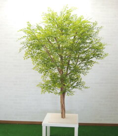 楽天市場 トネリコ 木の通販