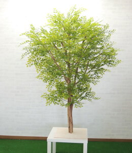 ^TCY V}glR  邢t 180cm (tFCN O[  ^ S[f[t lHϗtA      V}glR  A Ǝ [J[ xXgO