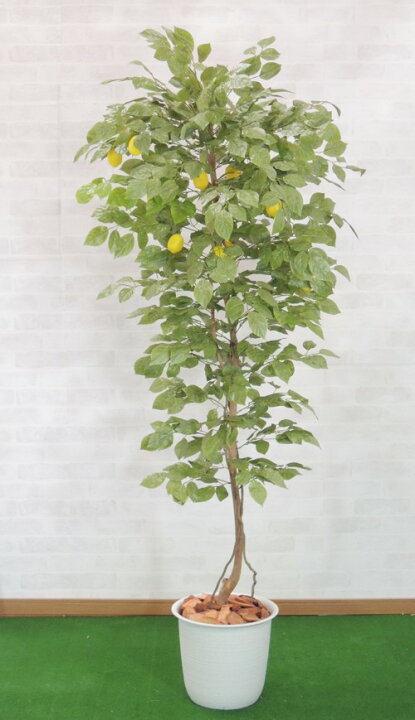 楽天市場 レモンの木 実付 180cm 人工観葉植物 造花 人工樹木 フェイクグリーン 1 8m おしゃれ 室内 装飾 作り物 ディスプレイ 造花観葉植物専門店ビワールデコ
