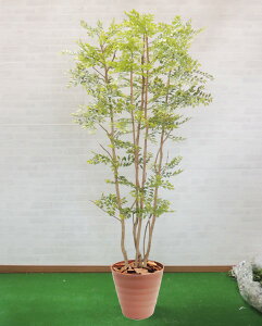 V}glR c[ 邢t 200cm 4{ ( CeA   lH ϗtA ^ tFCN O[ 蕨  S[f[t ItBX V{c[  A Ǝ 