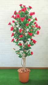 楽天市場 ハイビスカス 葉の通販