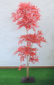 もみじ 鉢植えの人気商品 通販 価格比較 価格 Com もみじ 鉢植えの人気商品 通販 価格比較 価格 Com