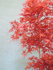 モミジレッド150cm(造花/人工観葉植物/紅葉/緑/和風/ガーデニング/造園/庭園/坪庭/エクステリア)