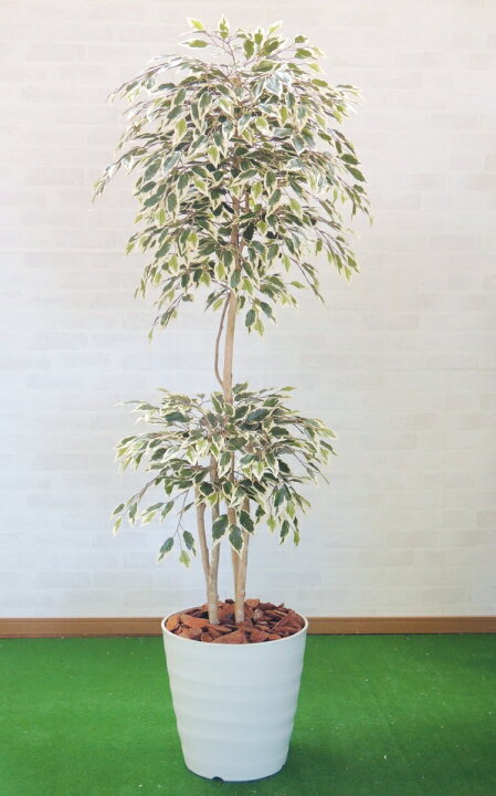 楽天市場 斑入りベンジャミントロピカル 150cm 造花 樹木 人工観葉植物 1 5m インテリア おしゃれ 室内 大型 グリーンプランツ 造花観葉植物専門店ビワールデコ