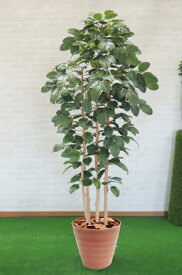 菩提樹 210cm (ベンガレンシス フェイク グリーン 大型 人工 観葉植物 造花 ボダイジュ インテリア おしゃれ 室内 鉢植え 装飾 ディスプレイ 店舗 飾り シンボルツリー 自作 植栽 業者 メーカー ベストグリーン オリジナル 製造元)