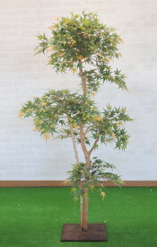 楽天市場 もみじ 鉢植え 花 ガーデン Diy の通販