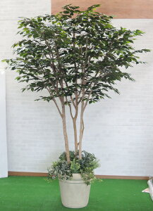 ベンジャミン 室内 観葉植物の人気商品 通販 価格比較 価格 Com