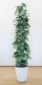 WCAg|gX^[ 200cm (IESJY tFCN O[ ^ lHϗtA   A 2m     fBXvC  V{c[  A Ǝ [