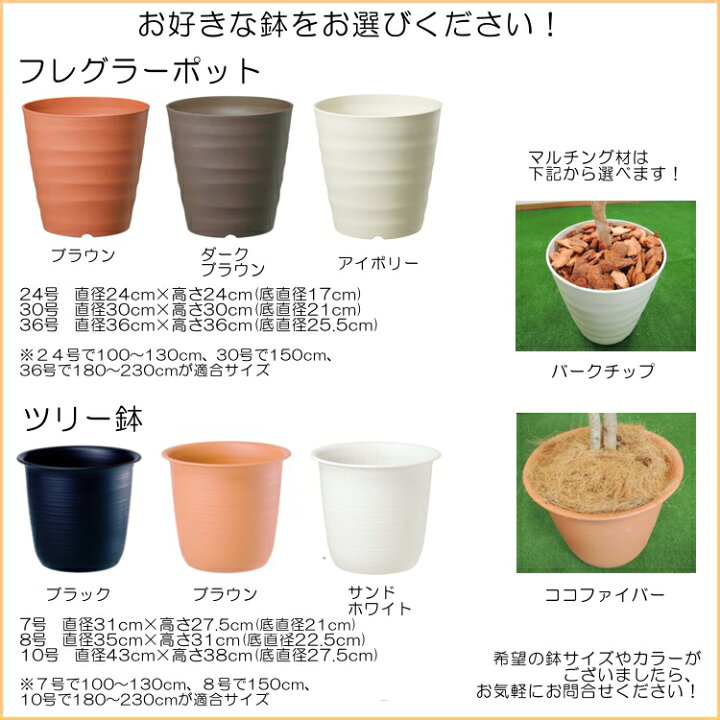 楽天市場】エバーフレッシュ 180cm (ネムノキ 造花 樹木 人工観葉植物  