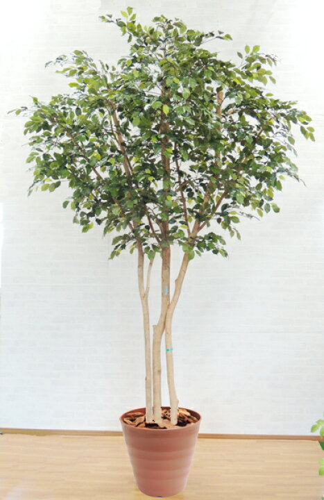 楽天市場 大型人工観葉植物 ベンジャミンの木 高さ300cm3本株立 半円タイプ 造花 インテリア おしゃれ 室内 造花観葉植物専門店ビワールデコ