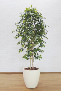 CeAxW~ 180cm ( ϗtA  ^  fBXvC  蕨 tFCNO[  Ǝ [J[ X ItBX CeA )