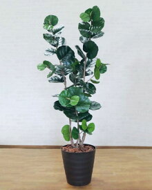 楽天市場 シーグレープ 観葉植物の通販
