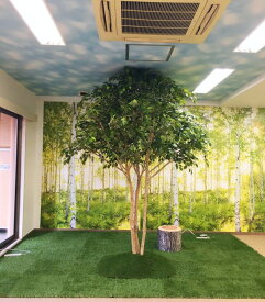 楽天市場 モンキーポッド 花 観葉植物 花 ガーデン Diy の通販