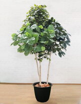 楽天市場】フェイクグリーン（種類（植物）コーヒーの木）の通販