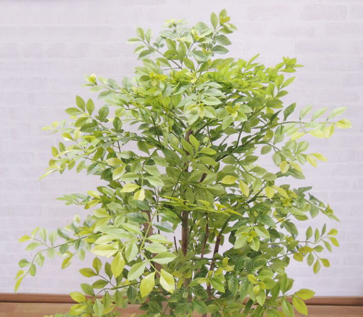 楽天市場 トネリコの木 明るい葉 1cm 造花 インテリア おしゃれ 室内 人工 観葉植物 装飾 ディスプレイ 作り物 飾り シマトネリコ 1 2m 造花観葉植物専門店ビワールデコ