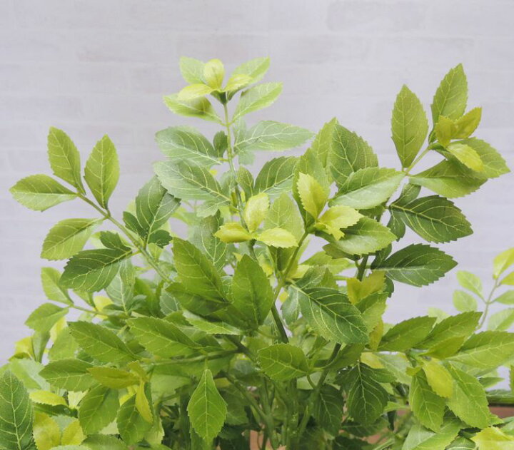 楽天市場 トネリコの木 明るい葉 1cm 造花 インテリア おしゃれ 室内 人工 観葉植物 装飾 ディスプレイ 作り物 飾り シマトネリコ 1 2m 造花観葉植物専門店ビワールデコ 楽天市場 トネリコの木 明るい葉 1cm 造花 インテリア おしゃれ 室内 人工 観葉植物 装飾 ディスプレイ 作り物 飾り シマトネリコ 1 2m 造花観葉植物専門店ビワールデコ