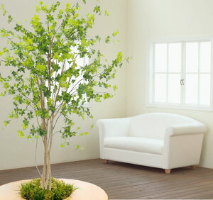 観葉植物 ドウダンツツジの人気商品 通販 価格比較 価格 Com 観葉植物 ドウダンツツジの人気商品 通販 価格比較 価格 Com